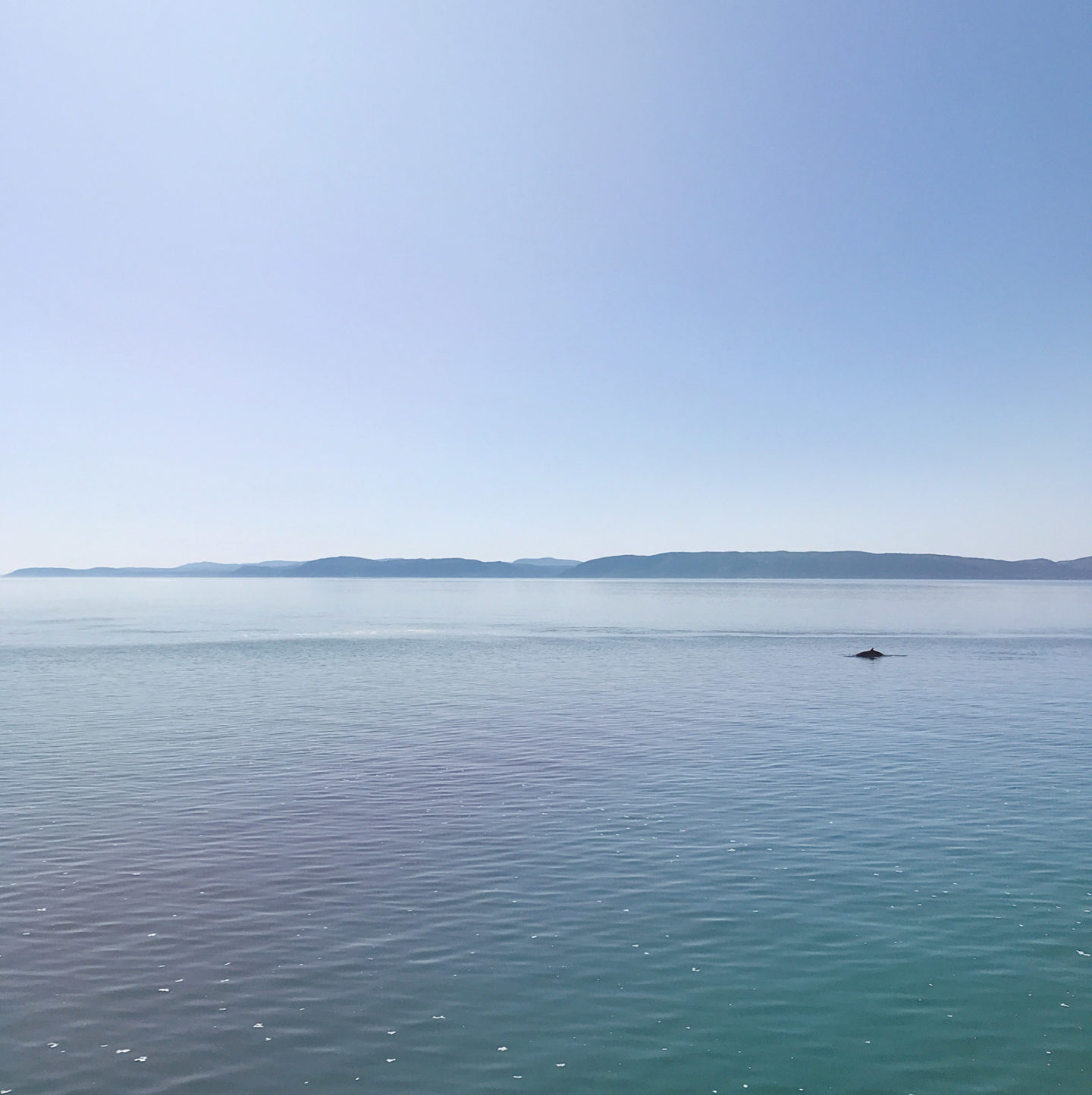 whale watching riviere du loup que