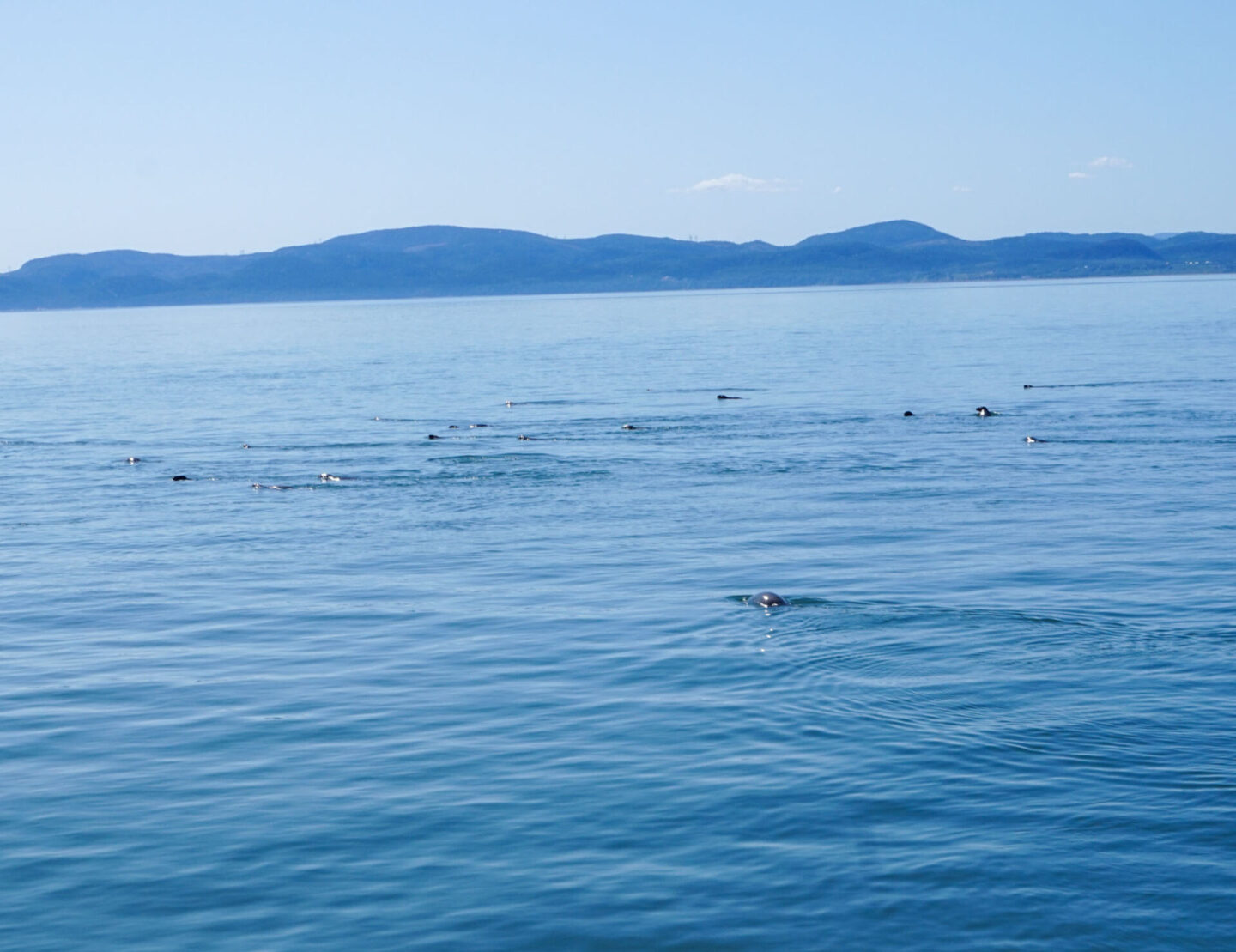 riviere du loup seals