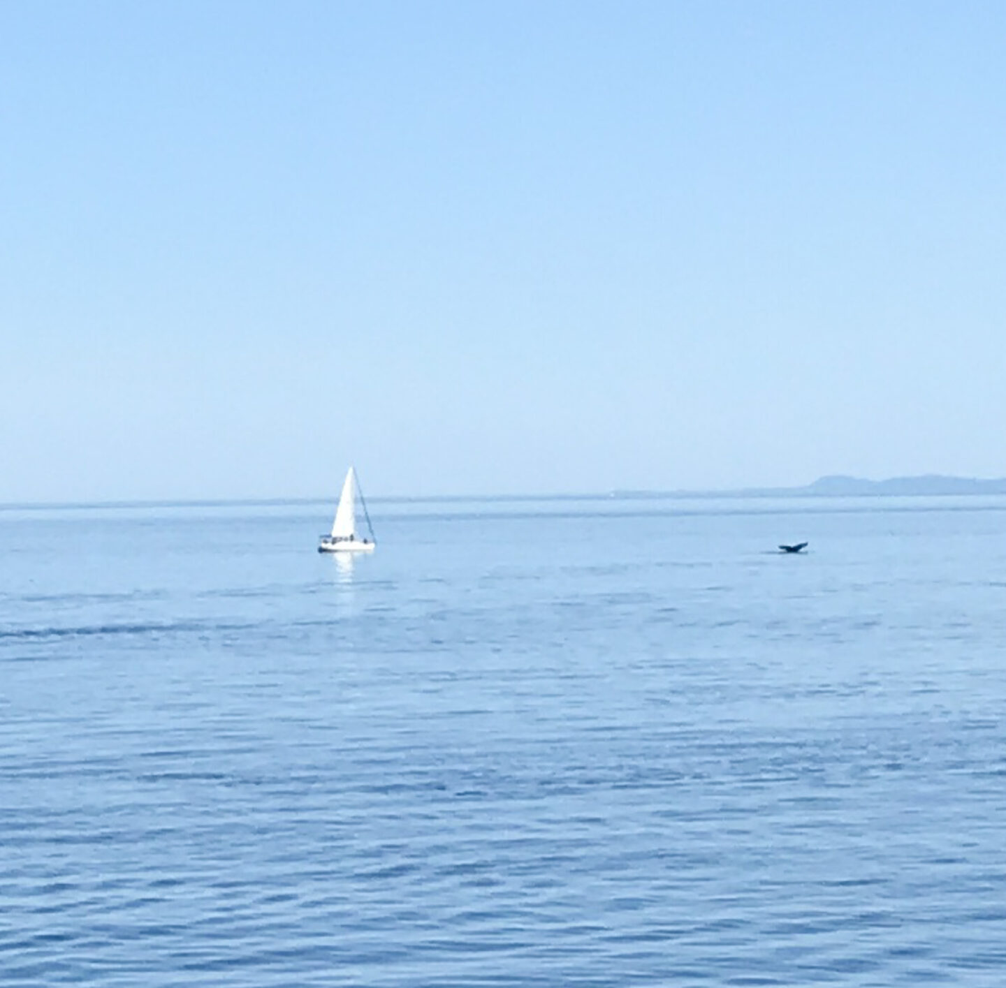 whale watching humpback 