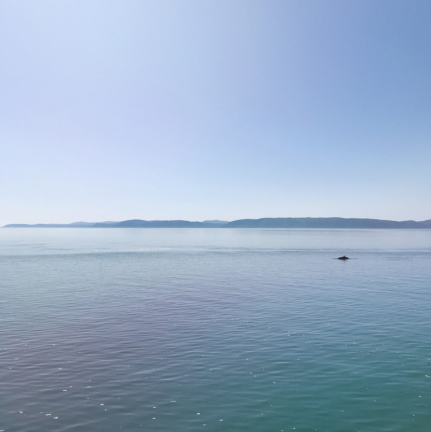 whale watching riviere du loup quebec