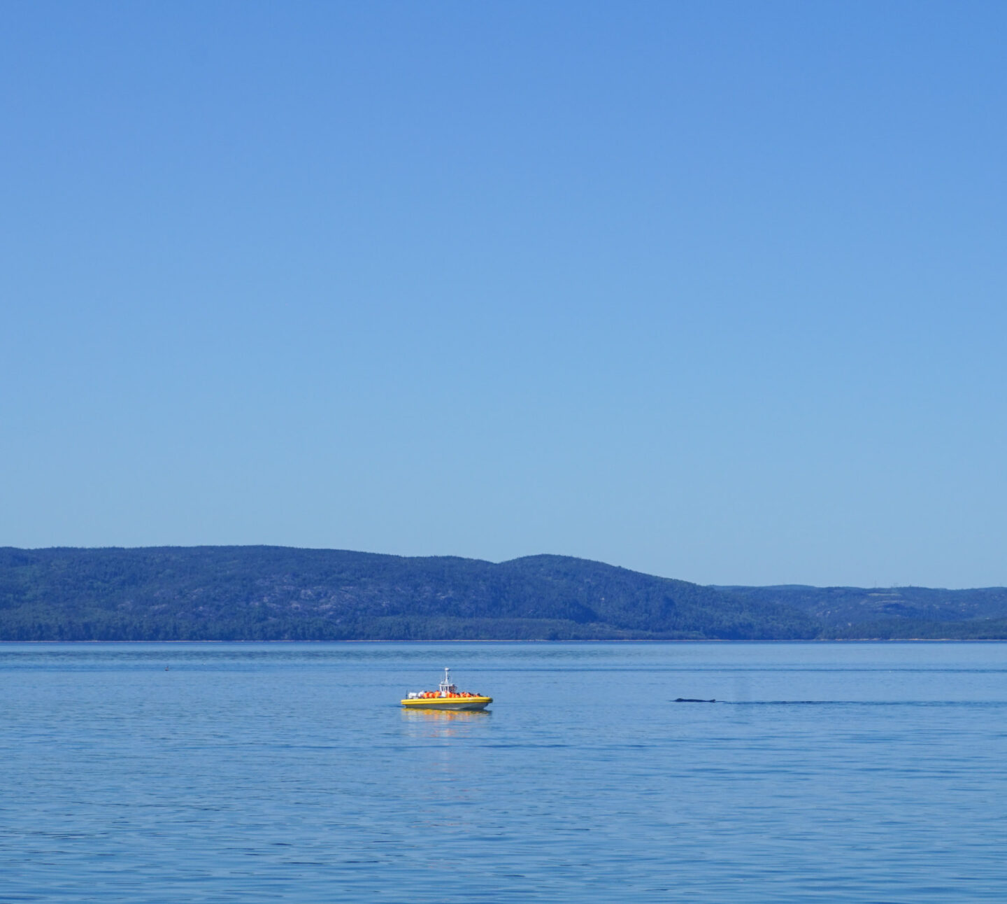 riviere du loup whale watching