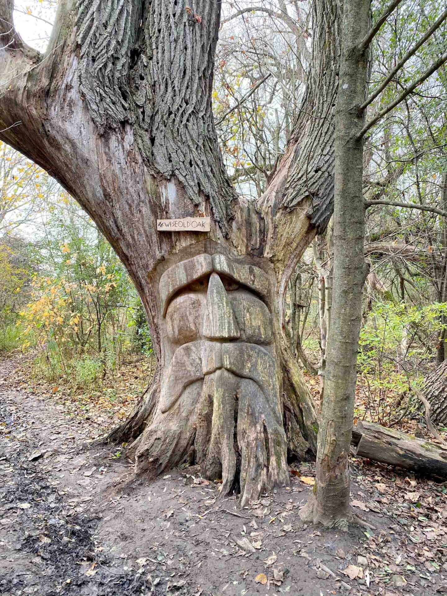 wise old oak health valley trail waterloo st. jacobs