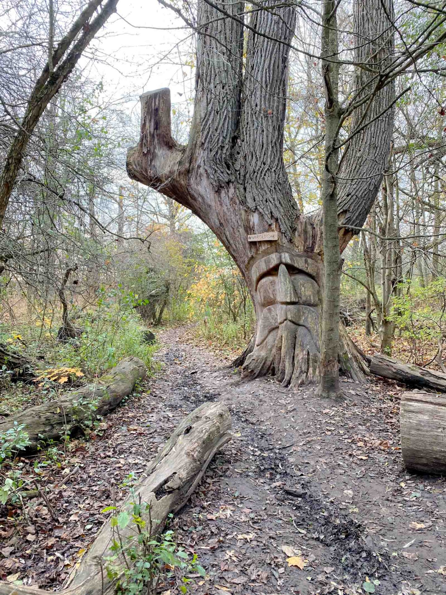 wise old oak health valley trail waterloo st. jacobs