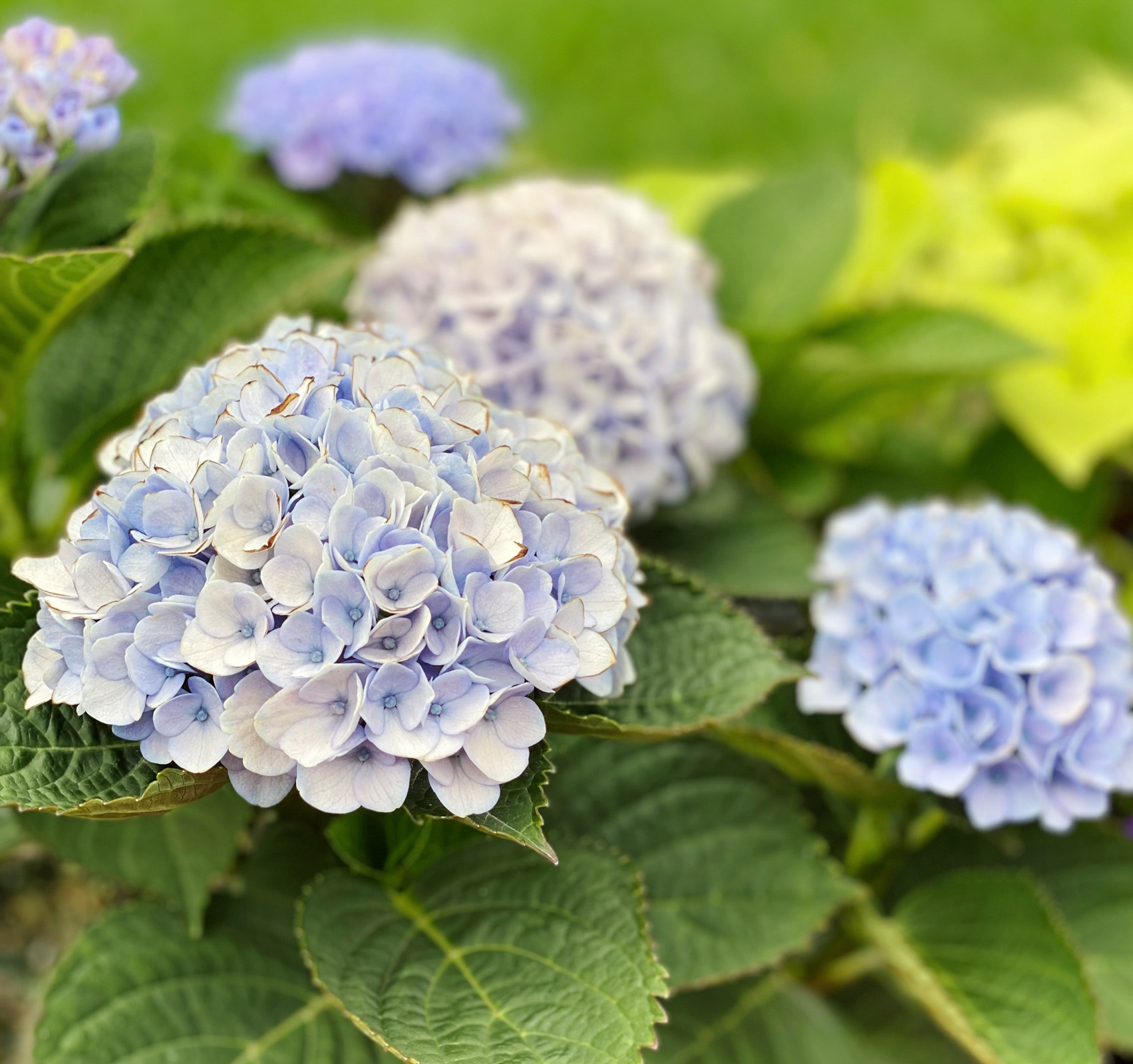 hydrangea, sunday sales