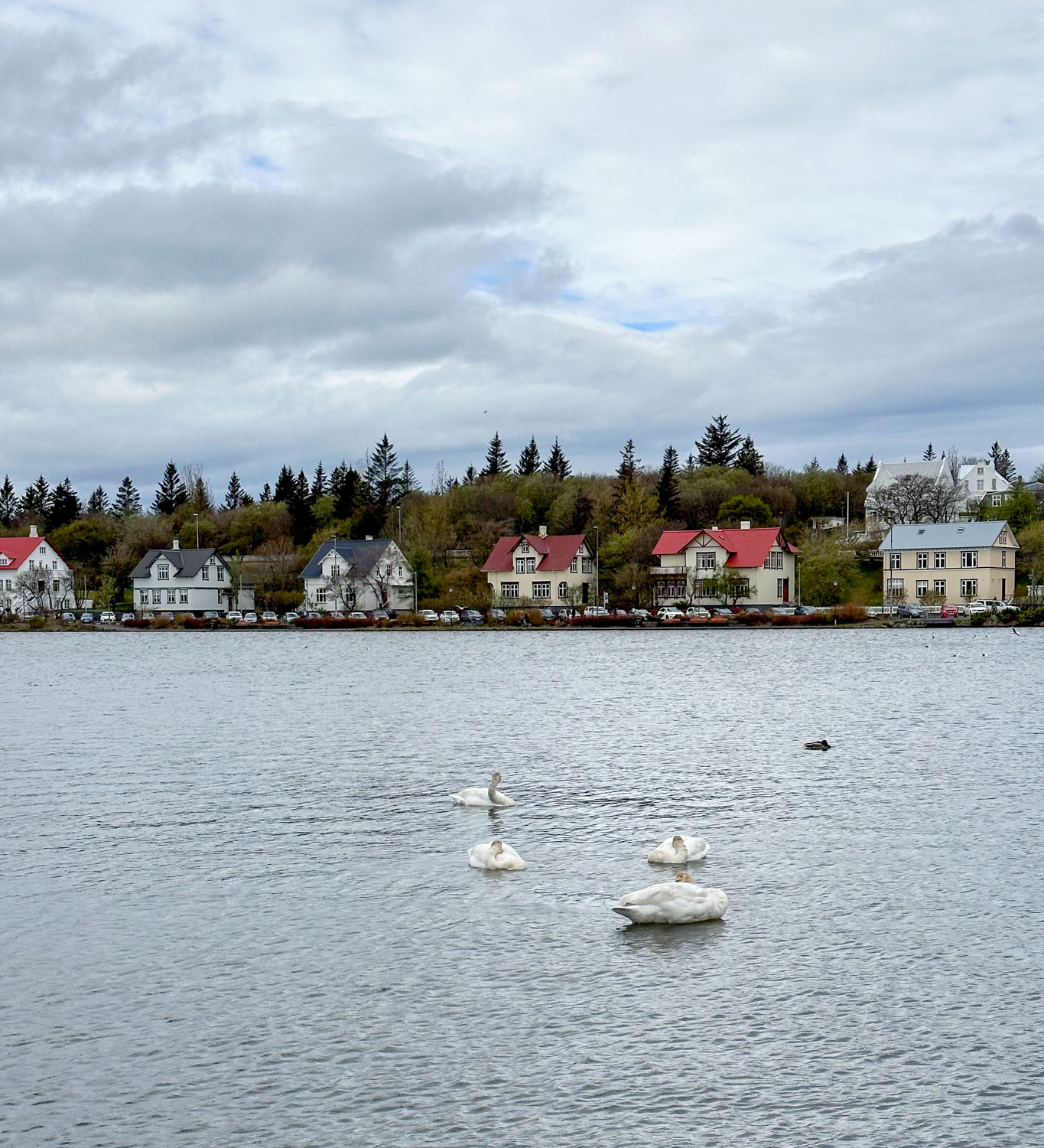 Reykjavik pond