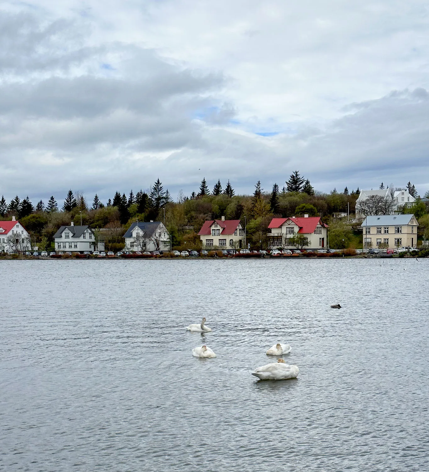 Reykjavik pond