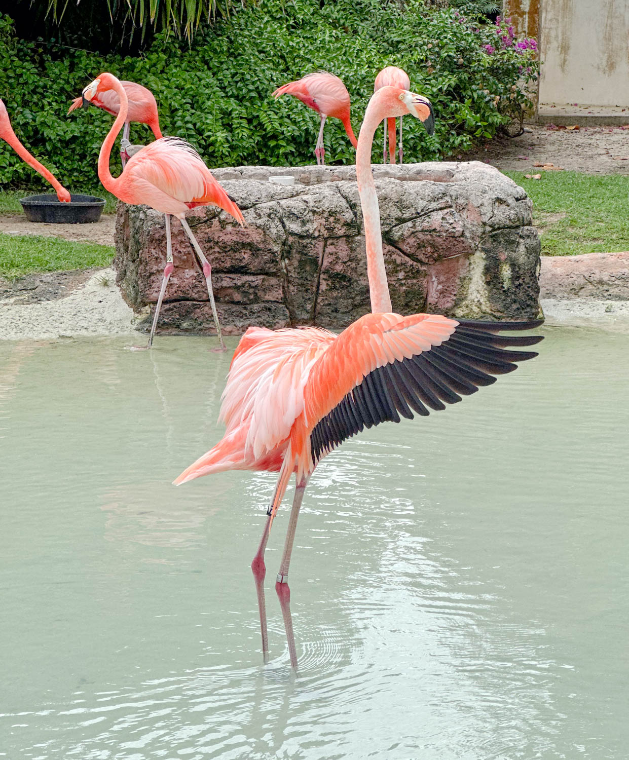 Flamingos baha mar