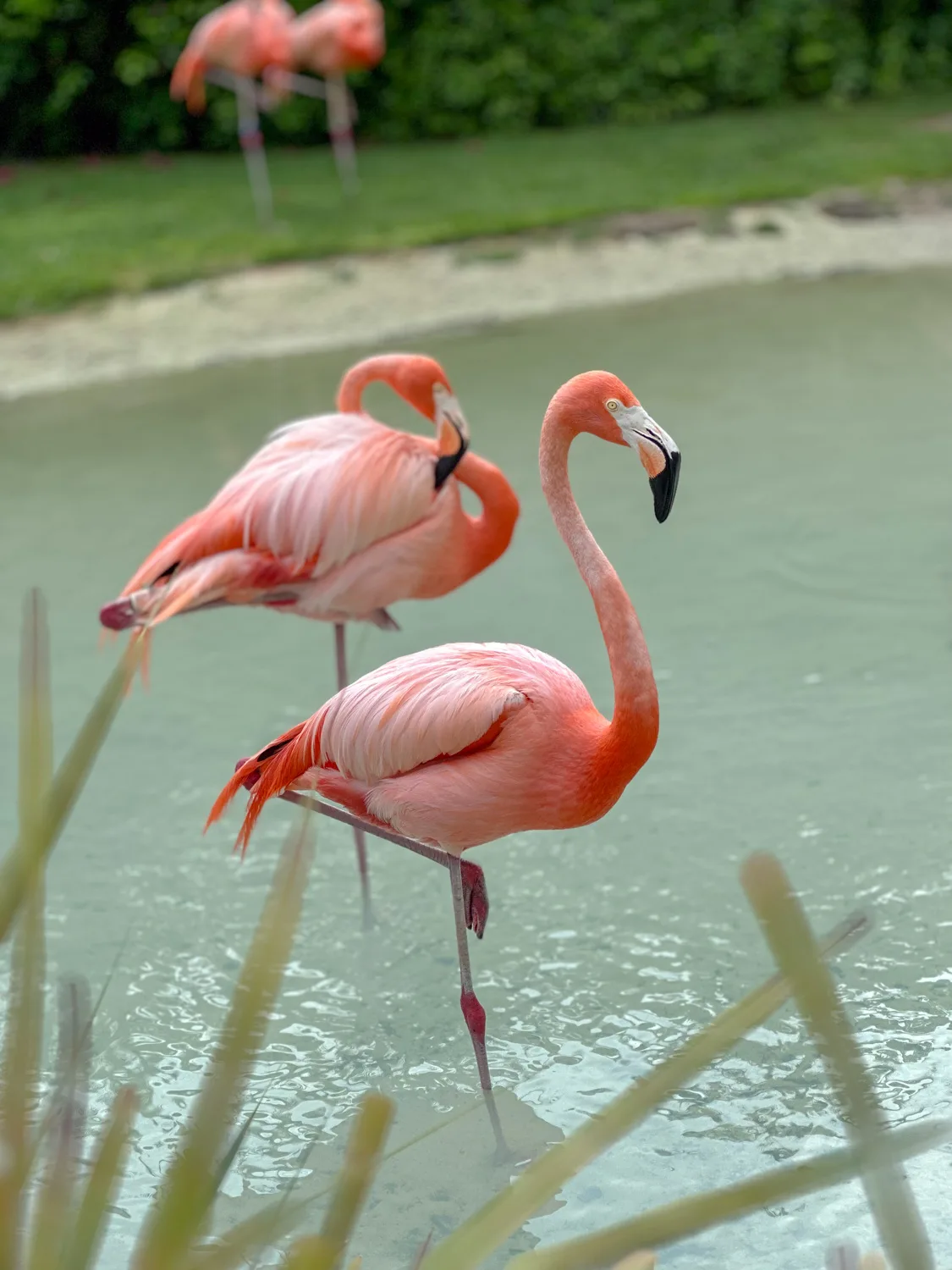 flamingos baha mar